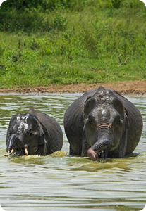 Sri Lanka